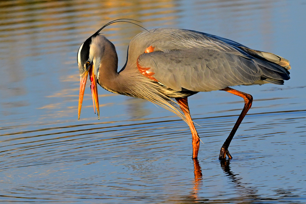 Great Blue Heron Great Blue Heron